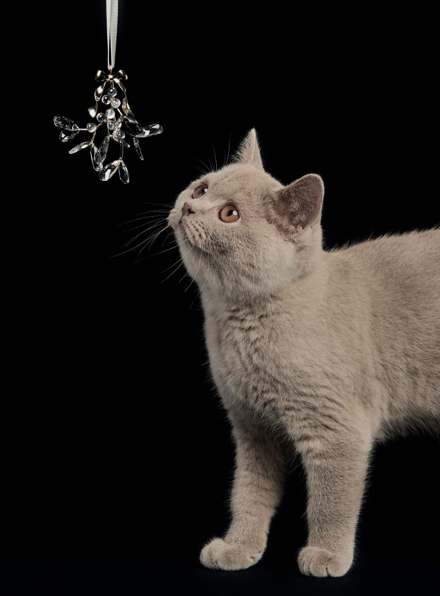 ...paws for purrfection?
